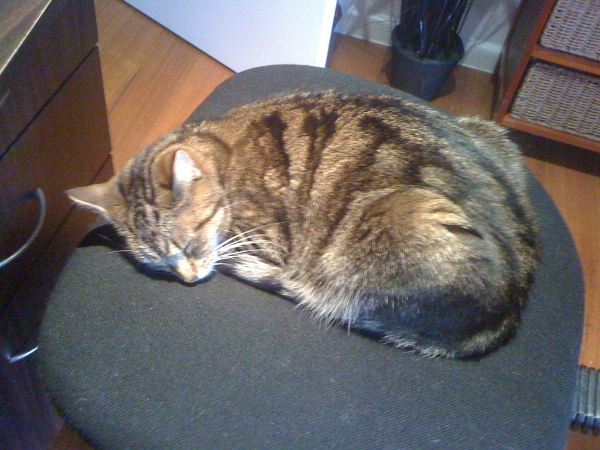 a photograph of a tortoiseshell cat asleep on a chair